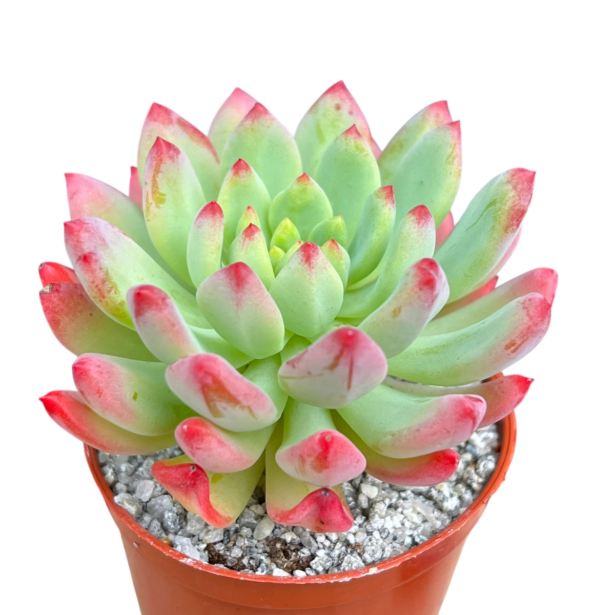 x Sedeveria 'Blue Elf'
