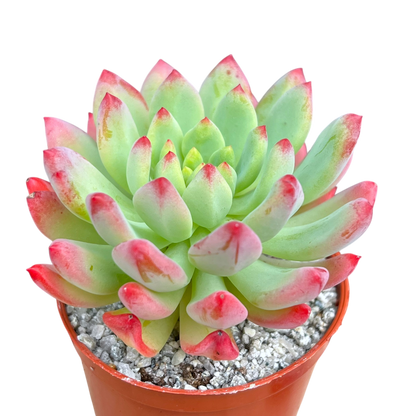 x Sedeveria 'Blue Elf'