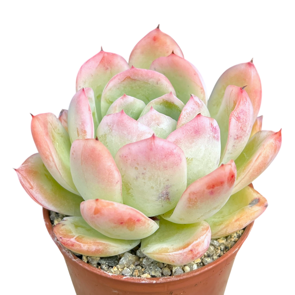 Echeveria x gilva 'Blue Surprise'