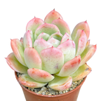 Echeveria x gilva 'Blue Surprise'