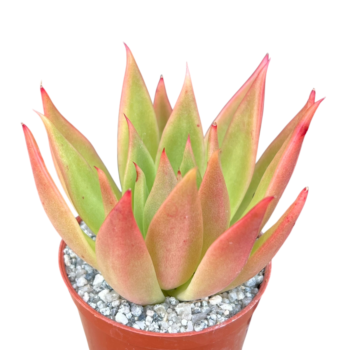Echeveria agavoides 'Slender'