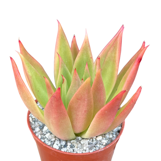 Echeveria agavoides 'Slender'