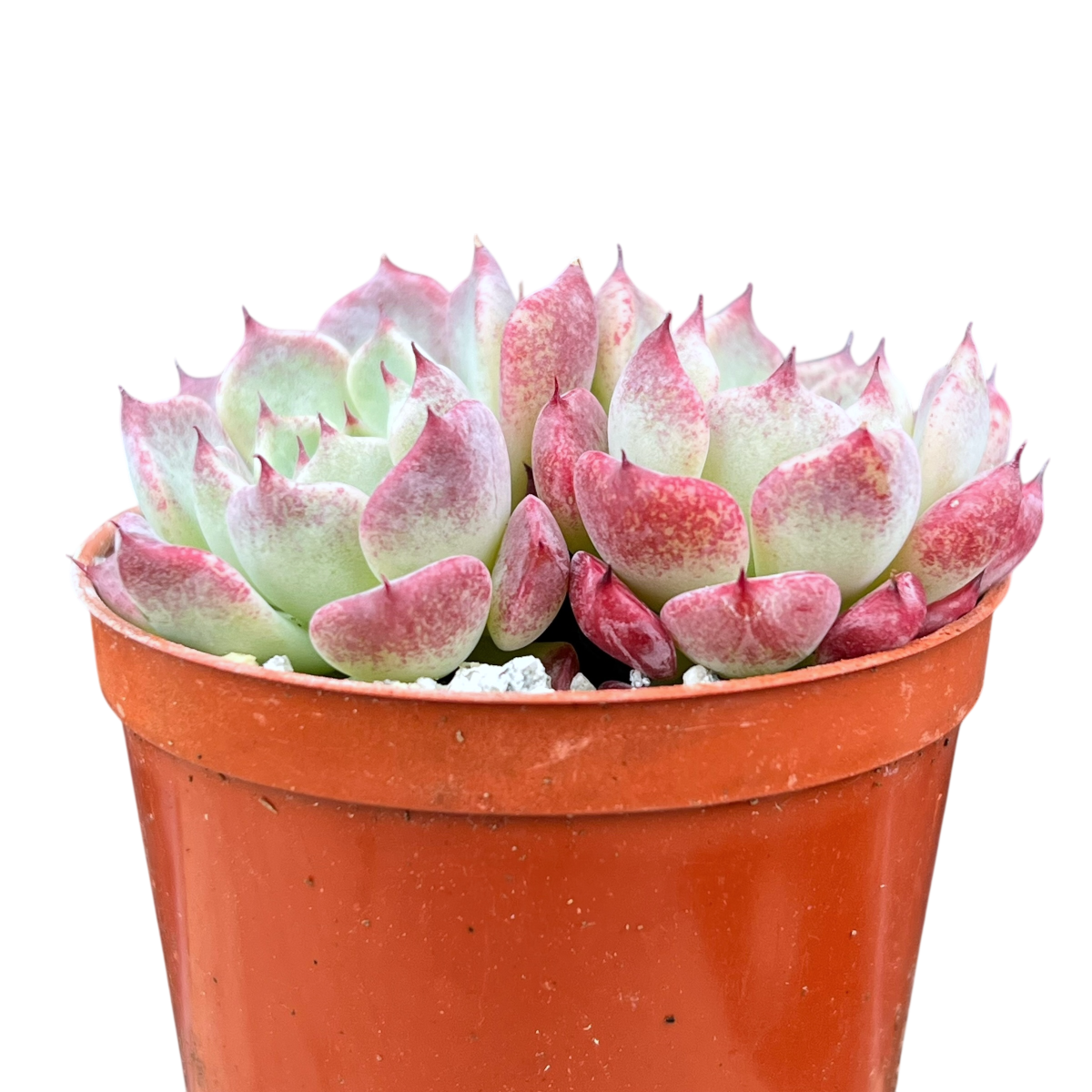 sara's succulents Echeveria 'Sara Himebotan' – Surreal Succulents