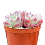 Echeveria 'Sara Himebotan'