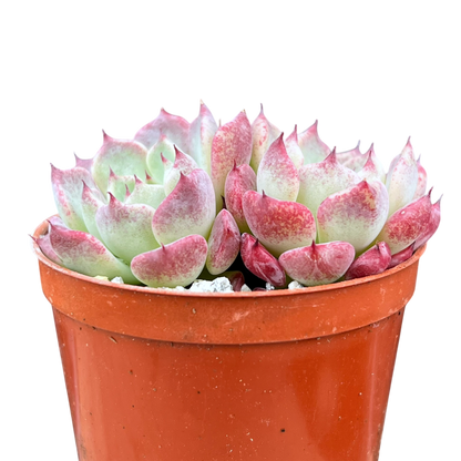 Echeveria 'Sara Himebotan'