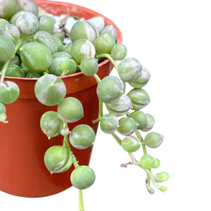 Curio rowleyanus variegata