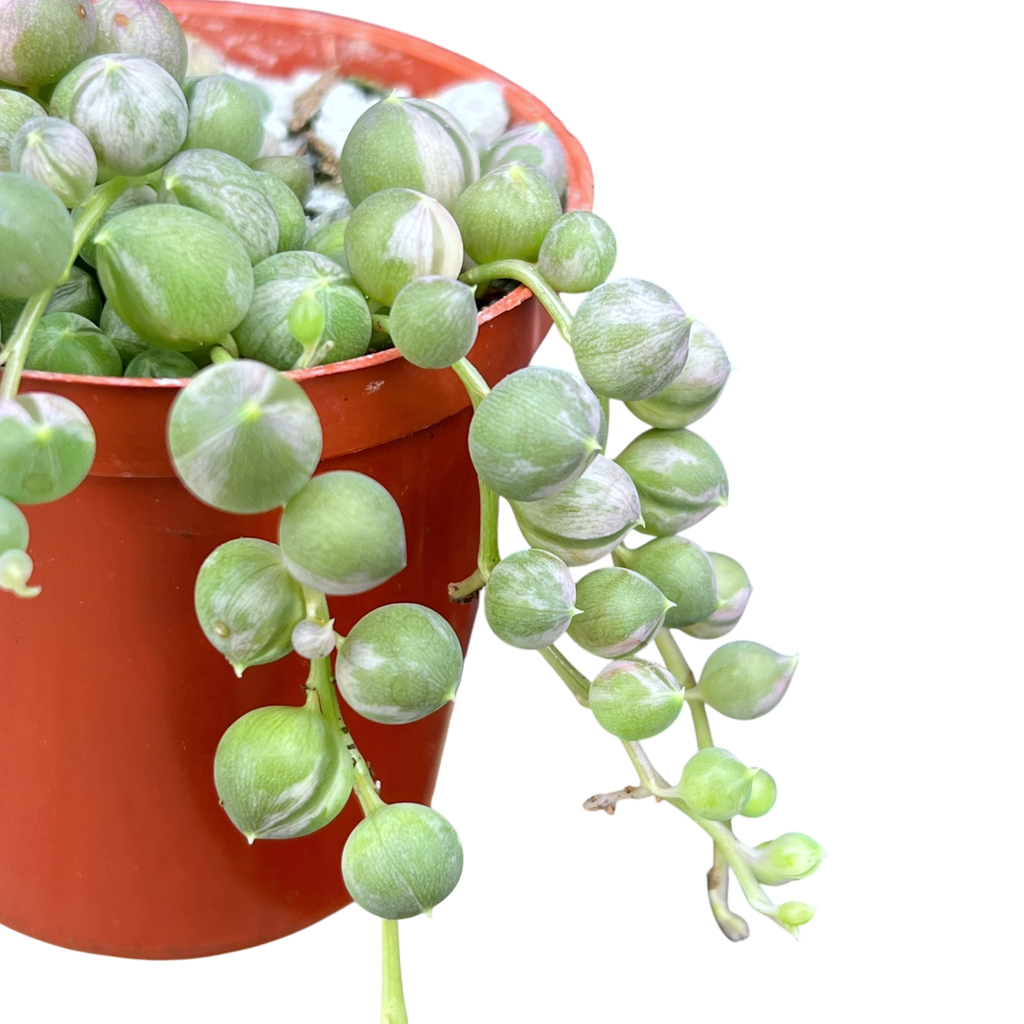 Curio rowleyanus 'Variegata'