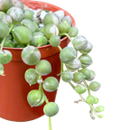 Curio rowleyanus 'Variegata'