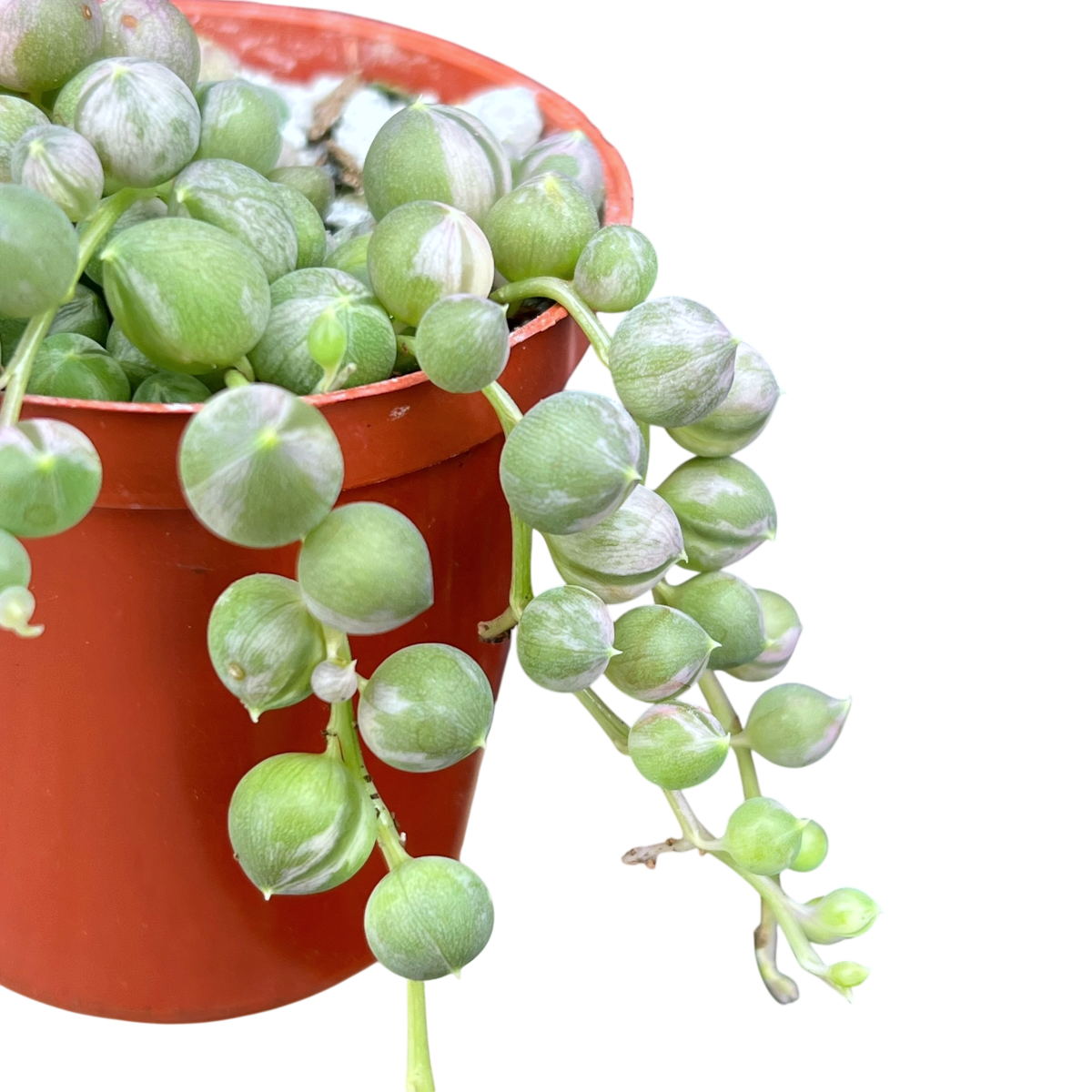 Curio rowleyanus 'Variegata'