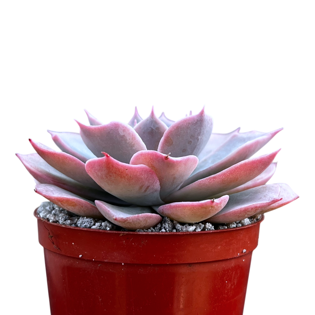 Echeveria subsessilis