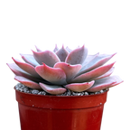 Echeveria subsessilis