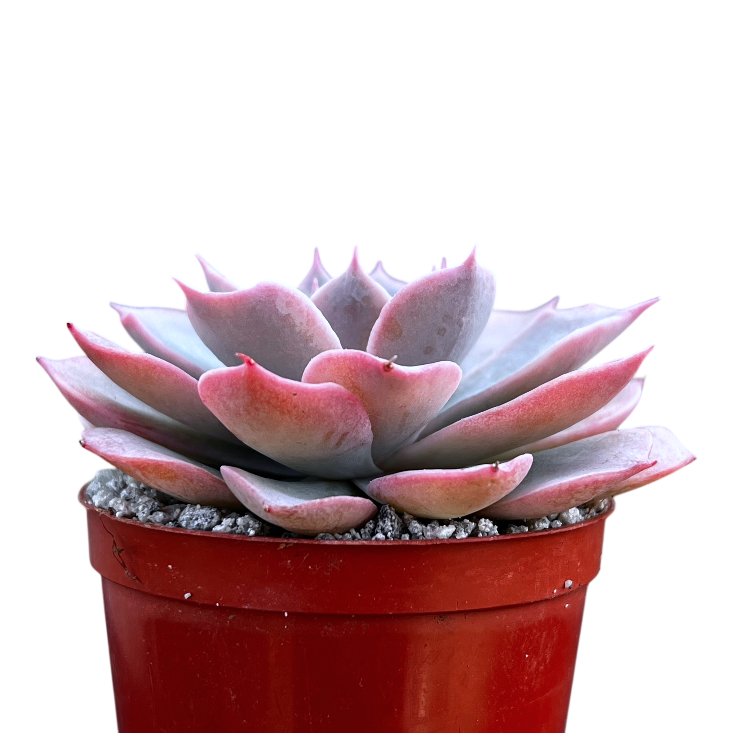 Echeveria subsessilis