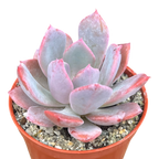 Echeveria 'Mazarine'