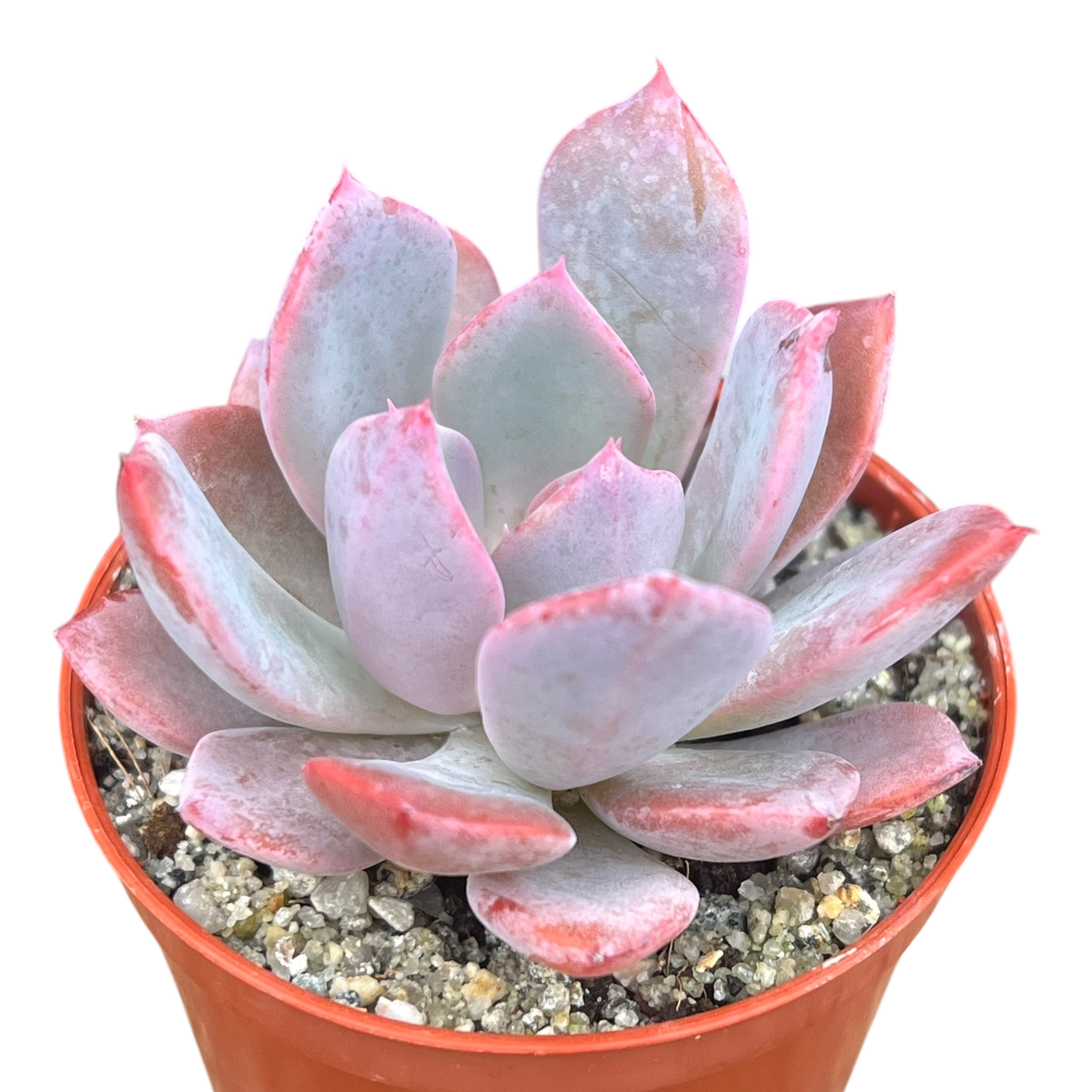 Echeveria 'Mazarine'