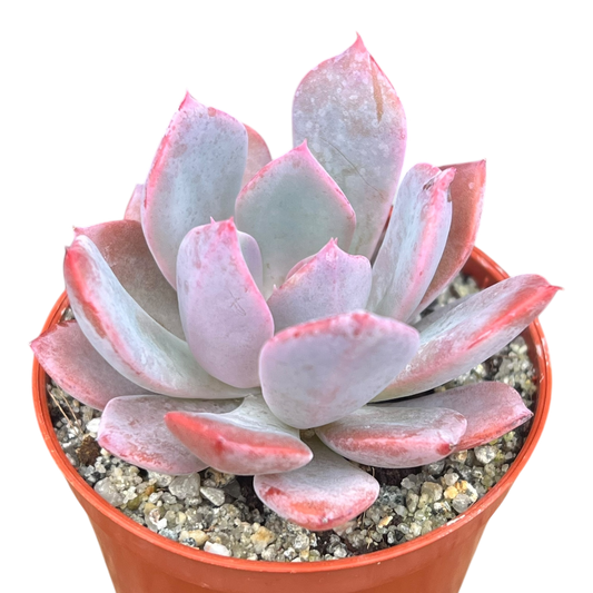 Echeveria 'Mazarine'