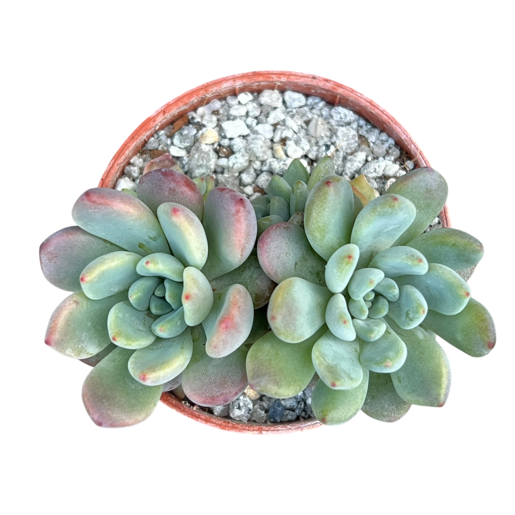 x Graptoveria 'Blush Mint'