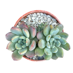 x Graptoveria 'Blush Mint'