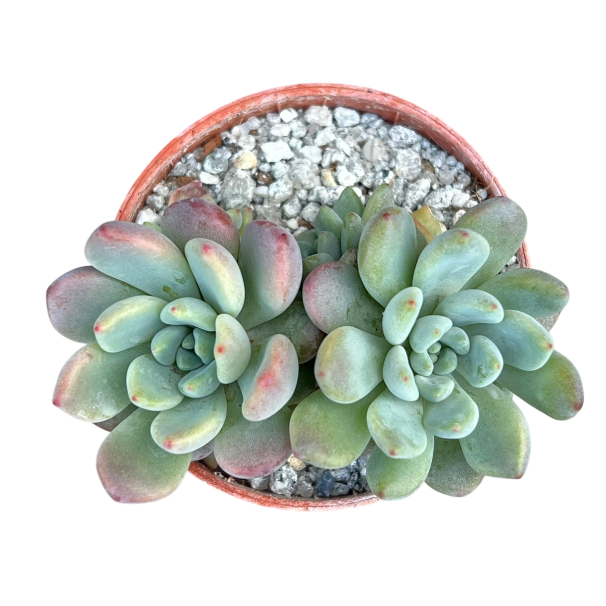 x Graptoveria 'Blush Mint'