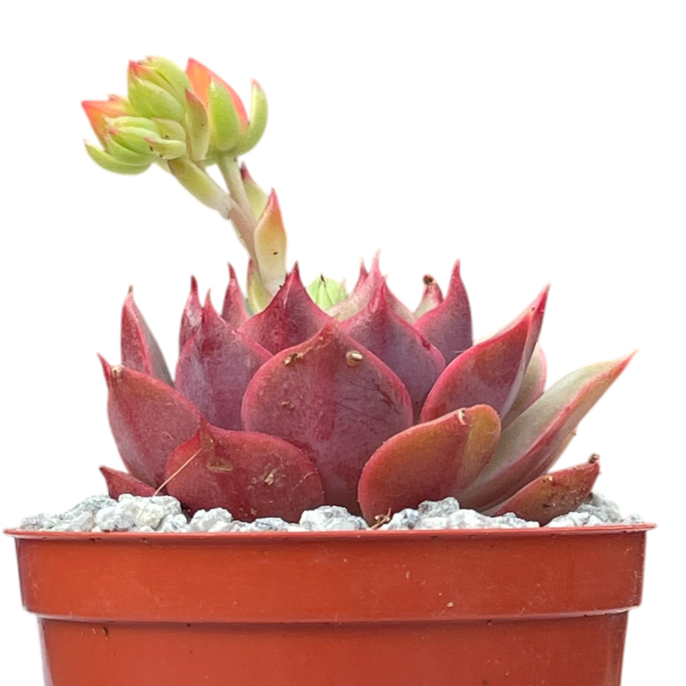 Echeveria 'Ramillette'