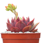 Echeveria 'Ramillette'