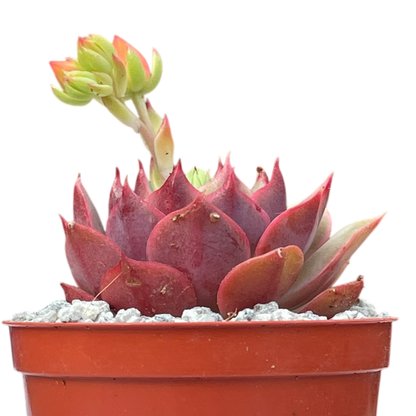 Echeveria 'Ramillette'
