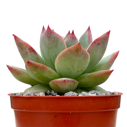 Echeveria 'Cornish Delight'