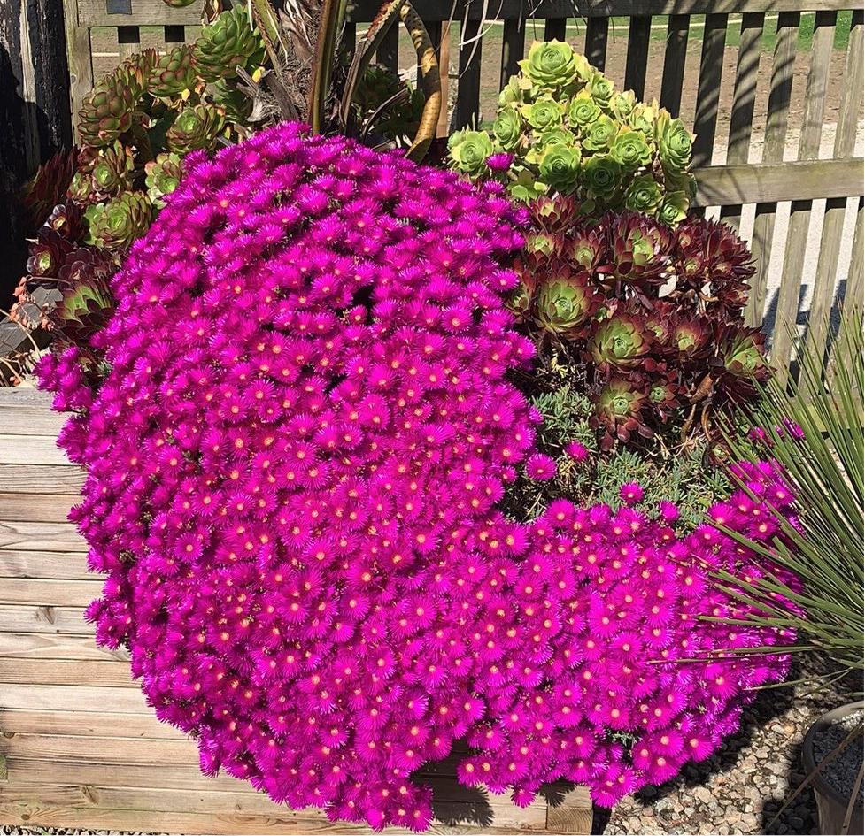 Delosperma | Ice Plant