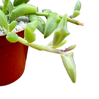 Curio peregrinus | String of Dolphins