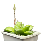 Haworthia 'Green Giant'