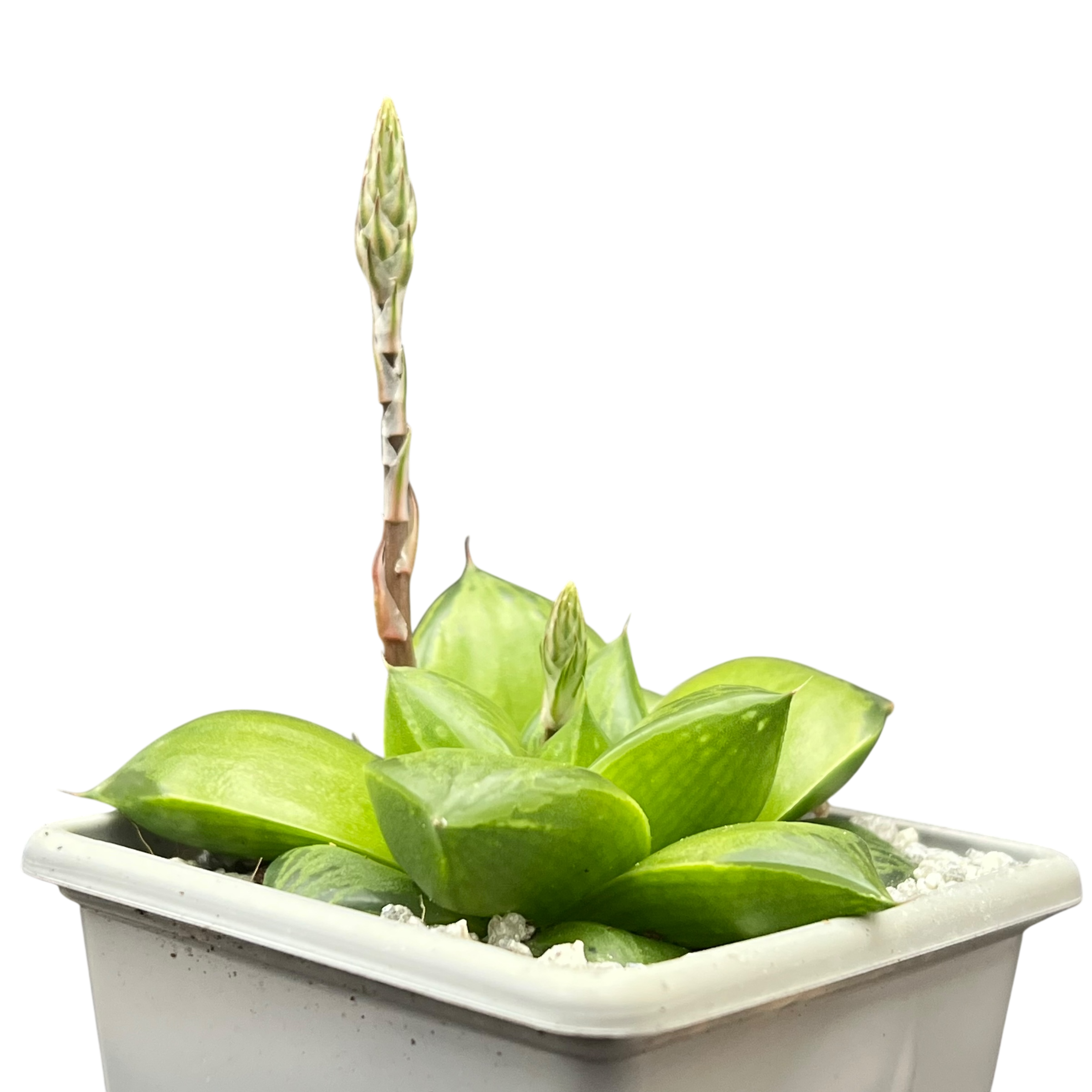 Haworthia 'Green Giant'