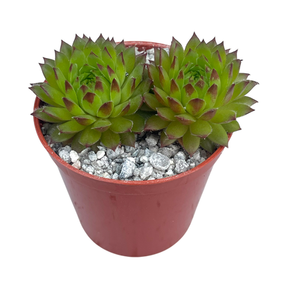 Sempervivum ingwersenii