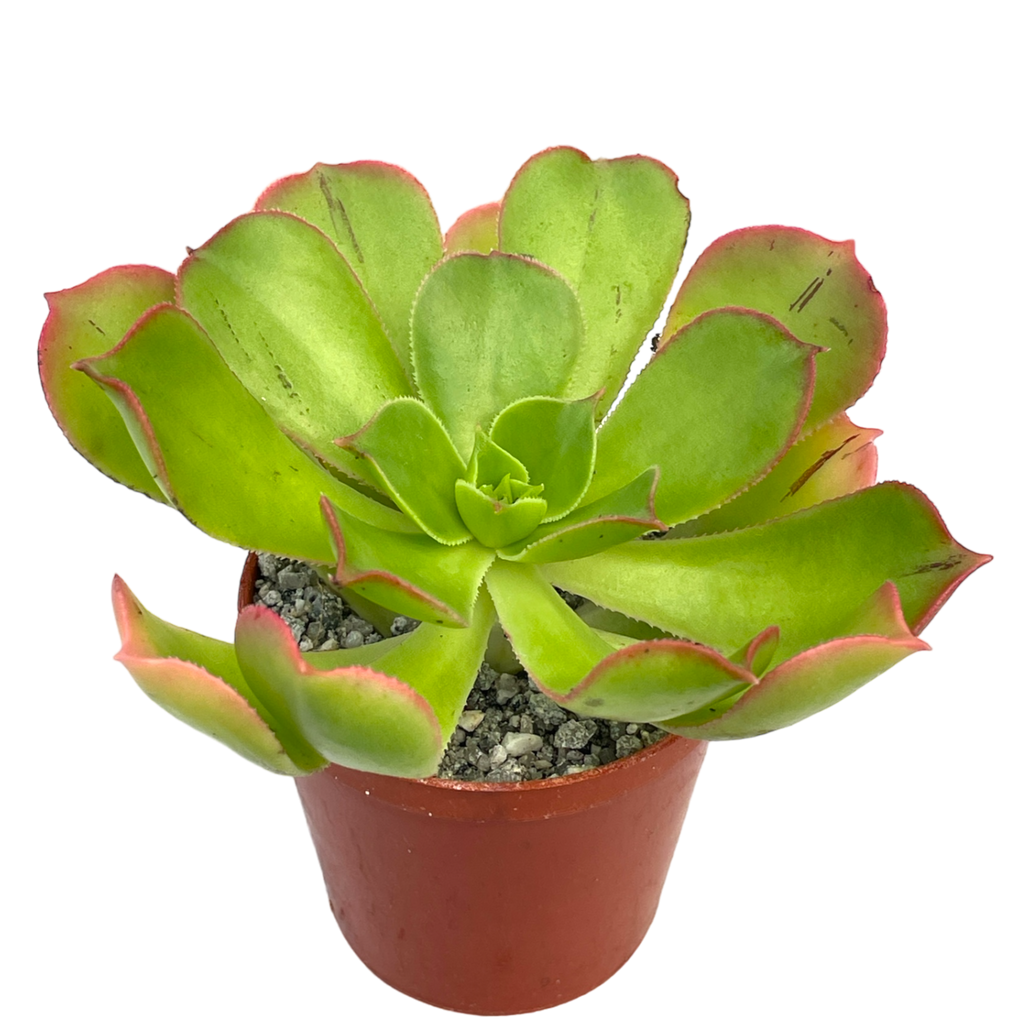 Aeonium percarneum