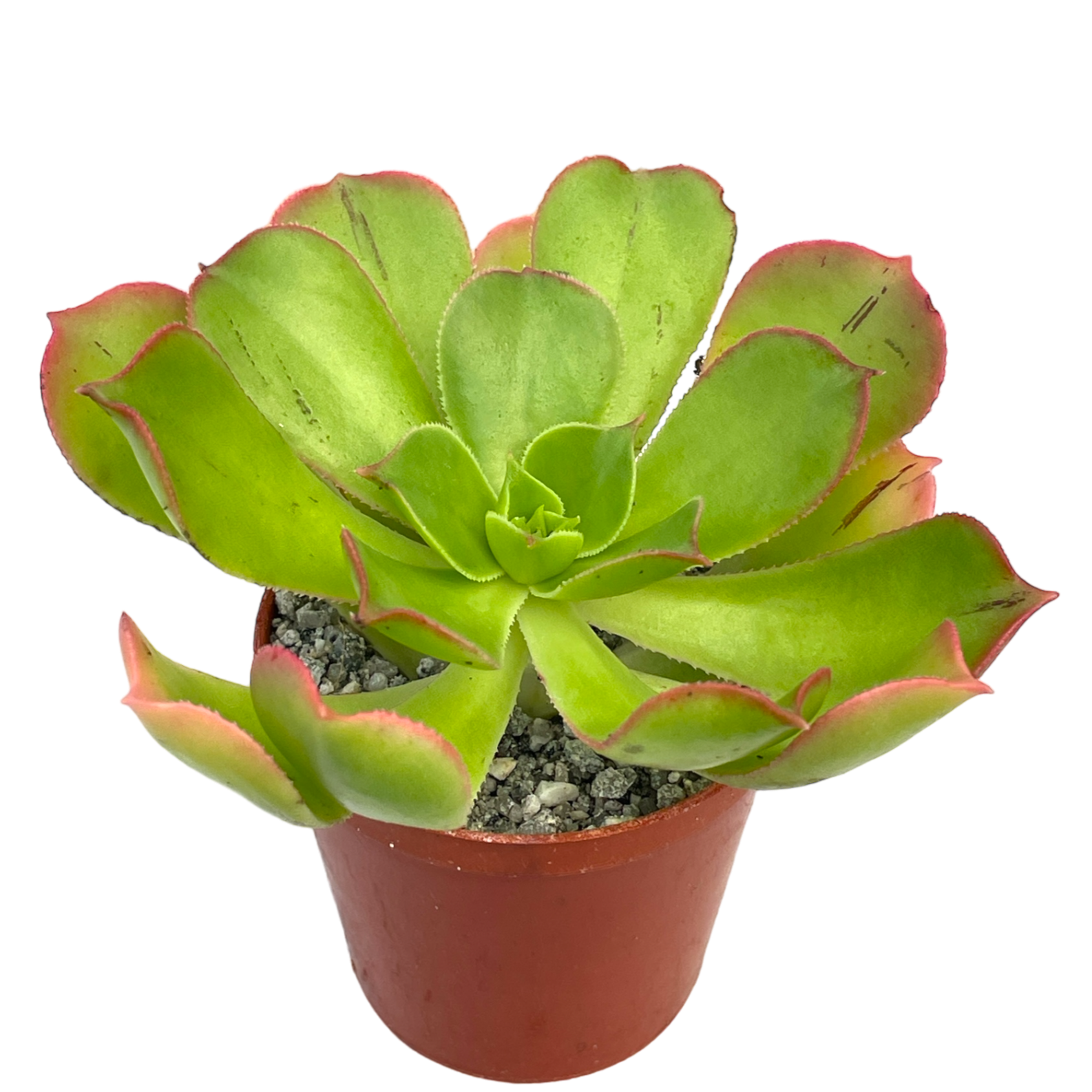 Aeonium percarneum