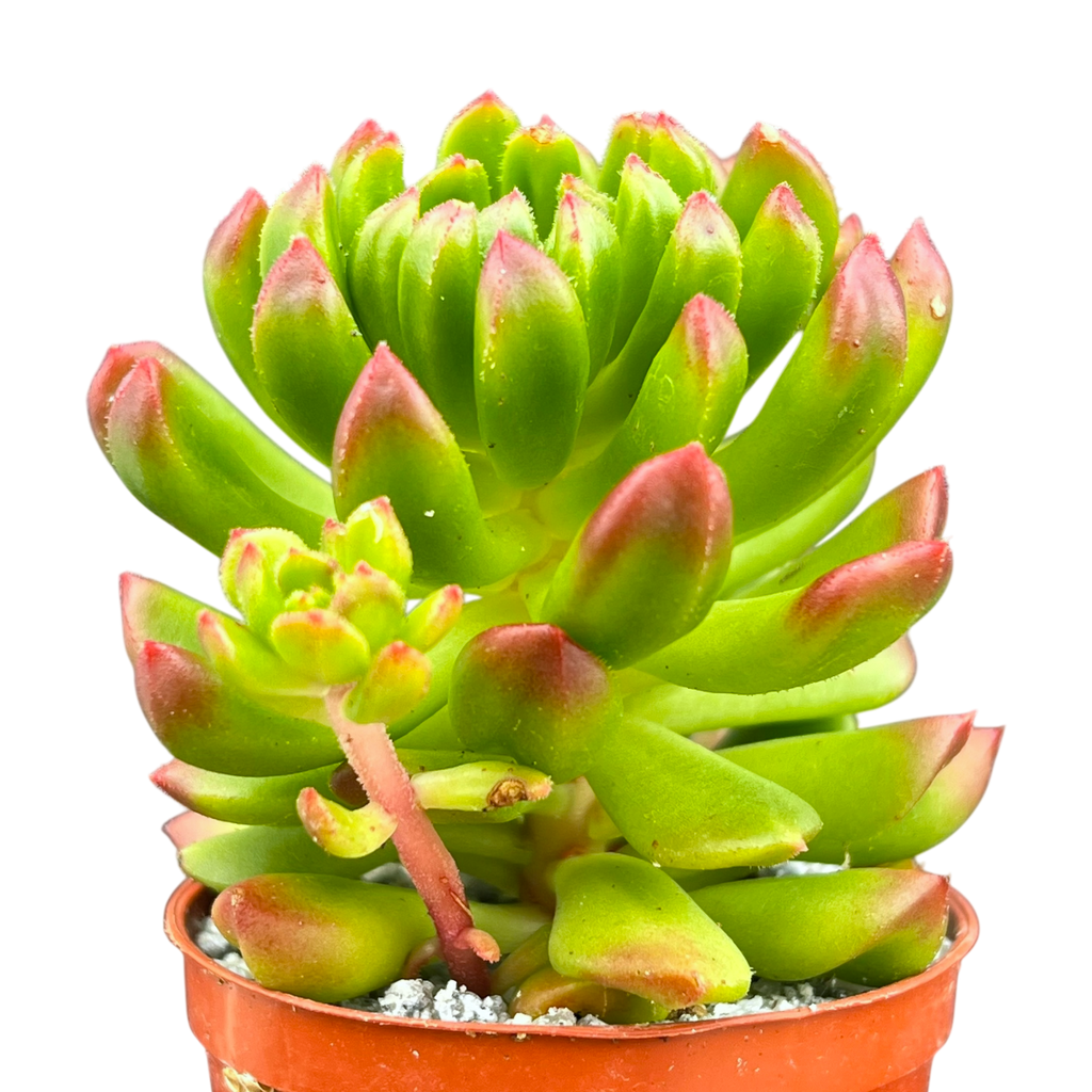Echeveria 'Red Lantern'