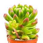 Echeveria 'Red Lantern'