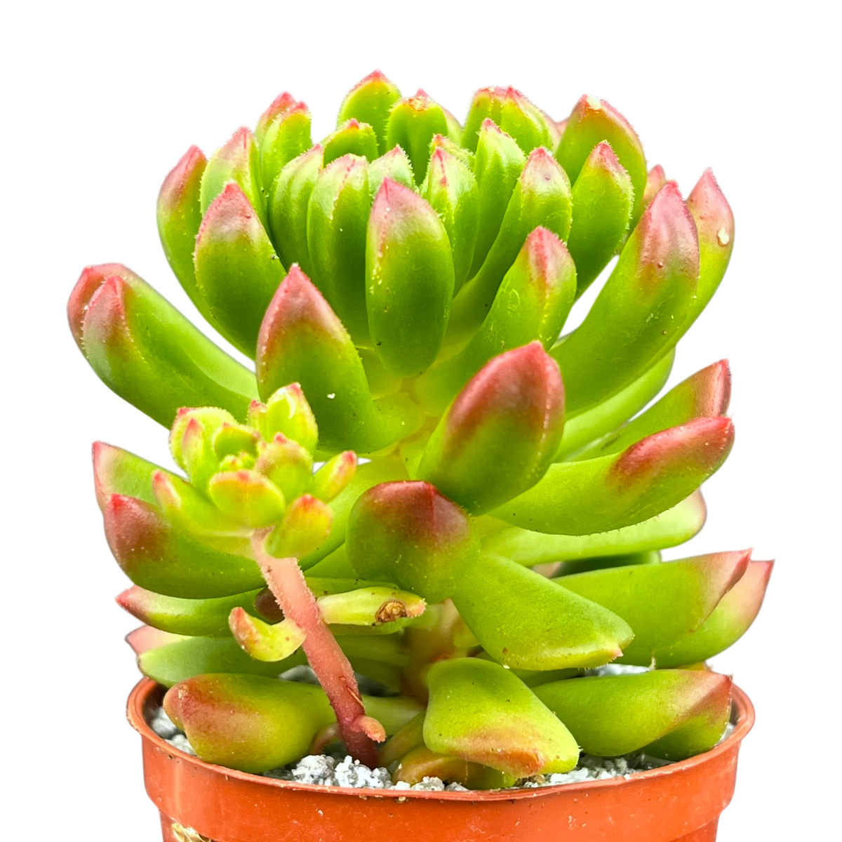 Echeveria 'Red Lantern'