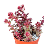 Crassula exilis ssp. cooperi