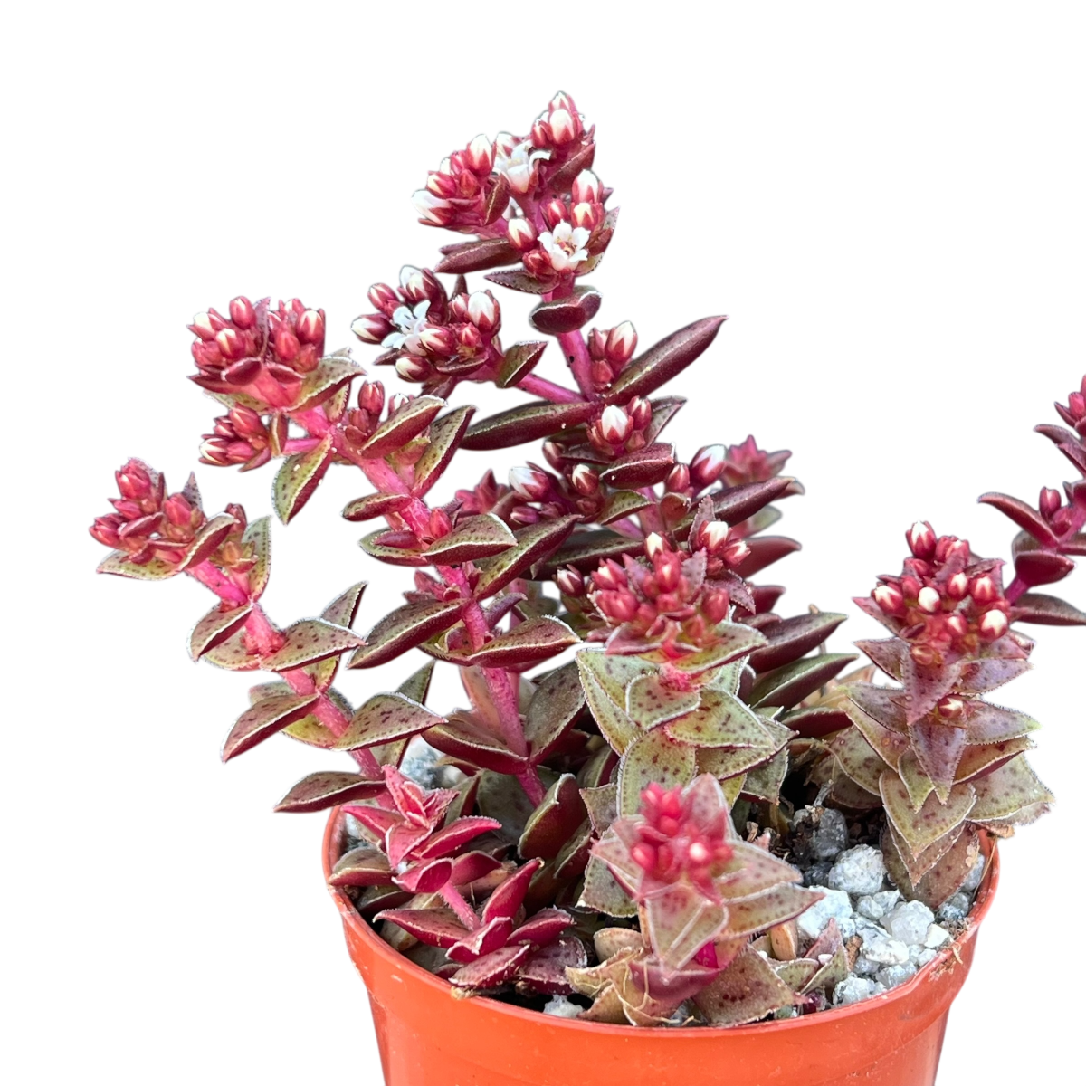Crassula exilis ssp. cooperi