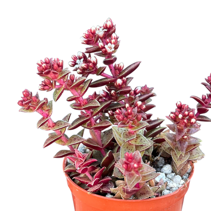 Crassula exilis ssp. cooperi