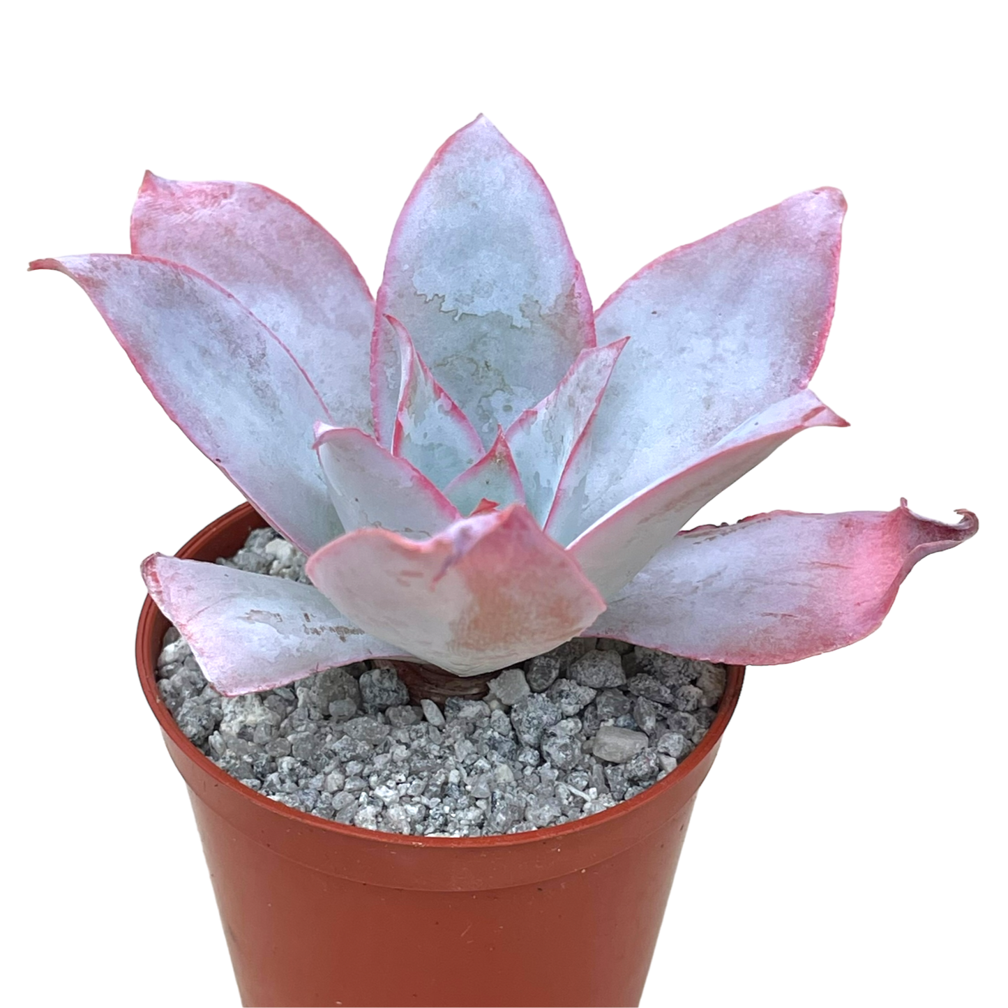 Echeveria cante