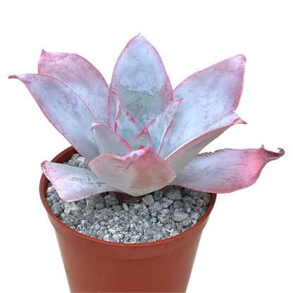 Echeveria cante