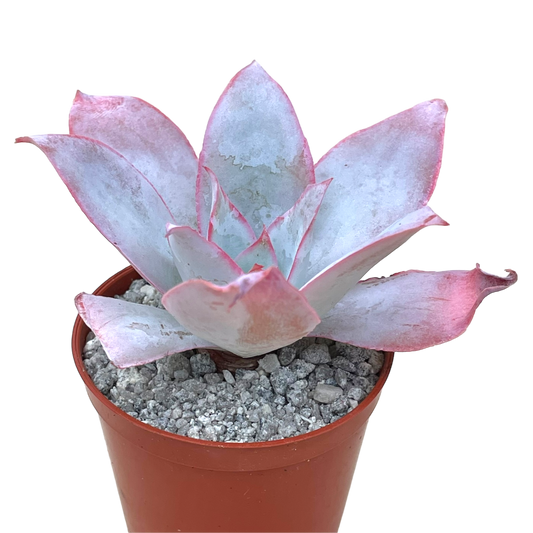 Echeveria cante