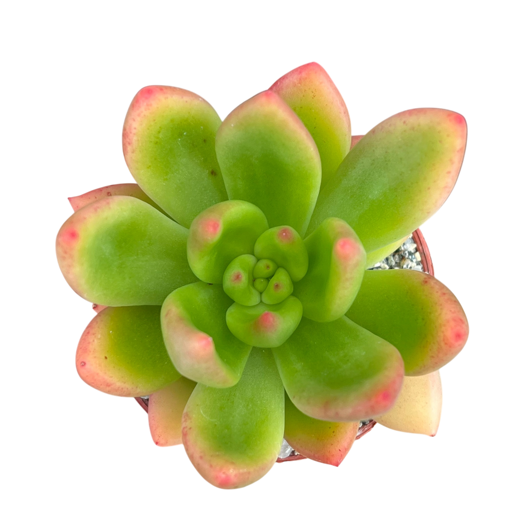 x Cremneria 'Scaphylla'