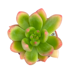 x Cremneria 'Scaphylla'