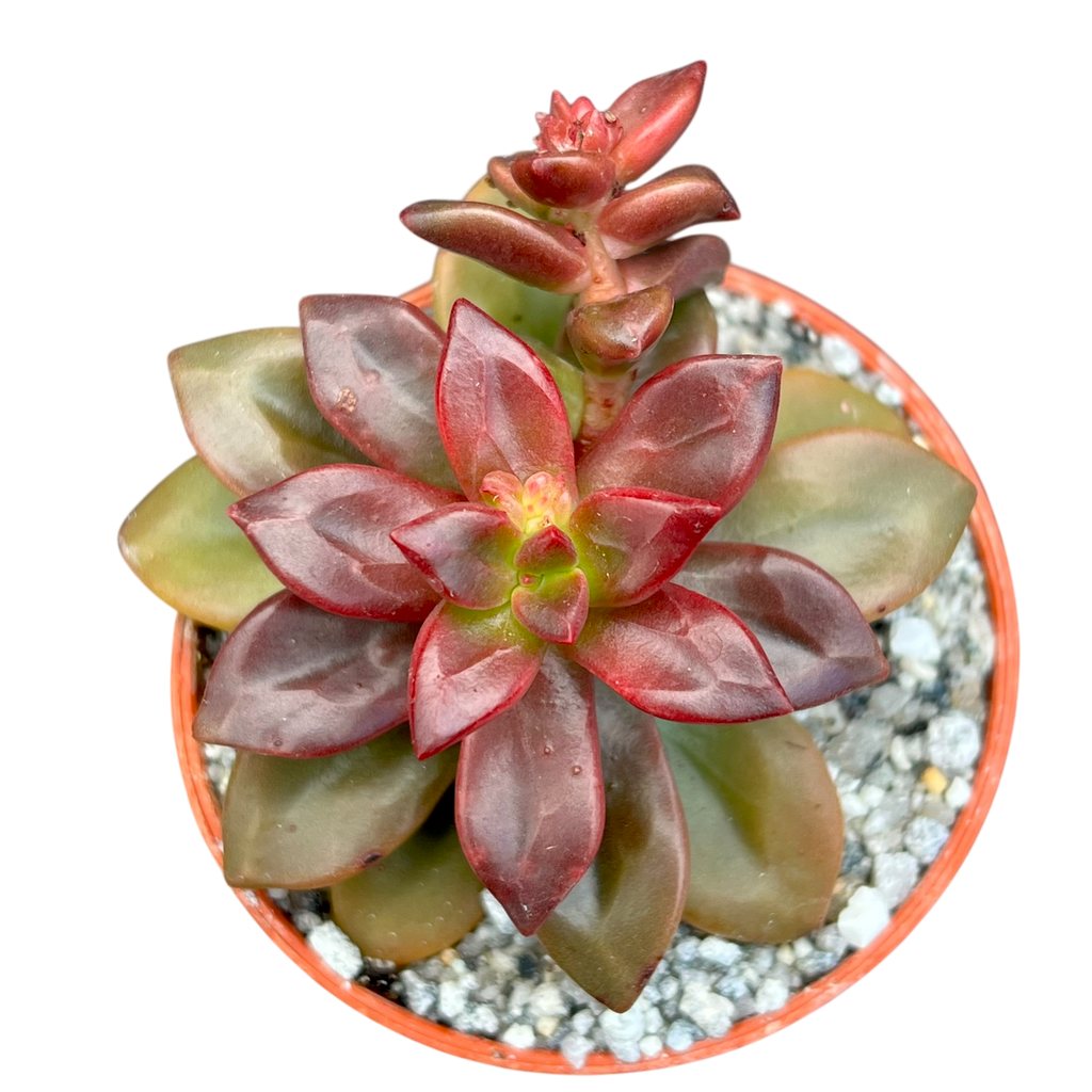 Echeveria compressicaulis