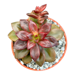 Echeveria compressicaulis