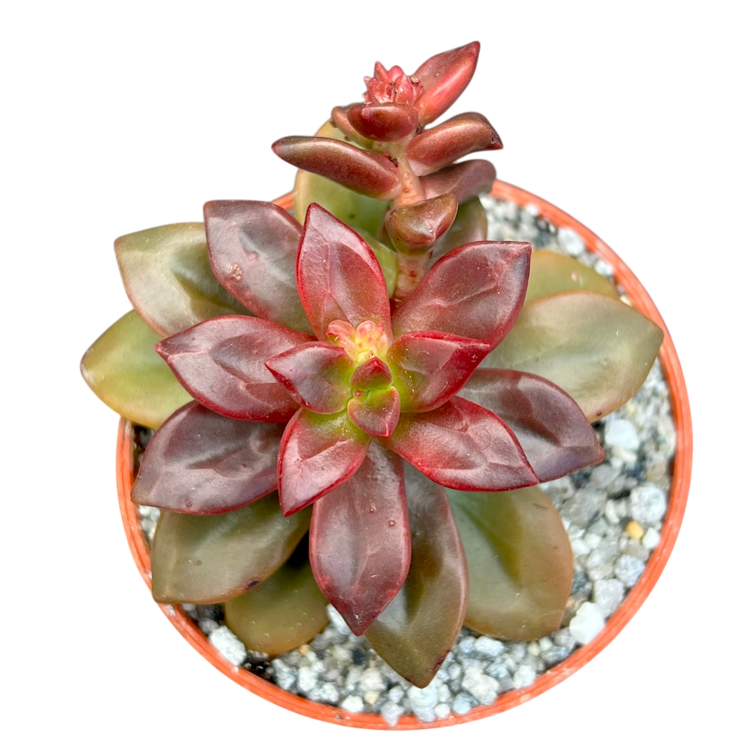 Echeveria compressicaulis