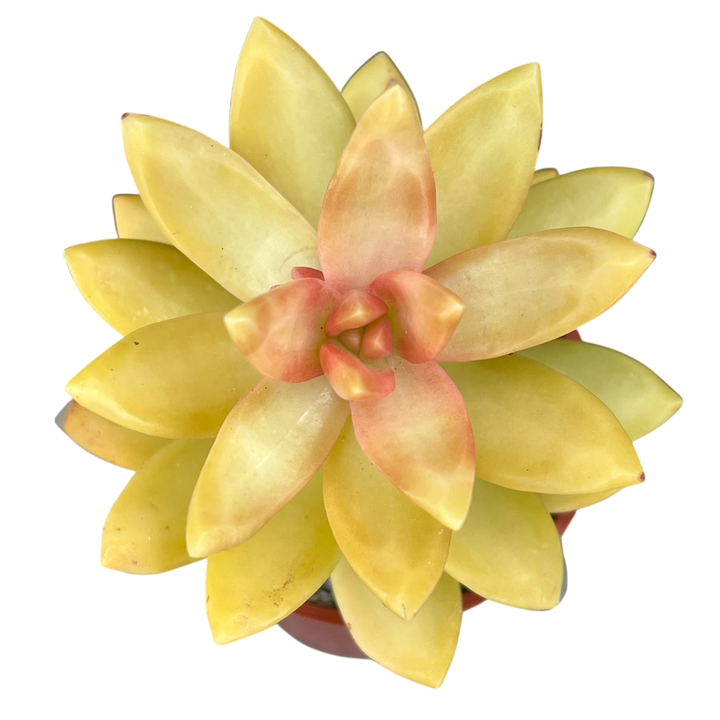 Sedum nussbaumerianum