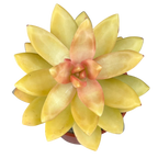 Sedum nussbaumerianum