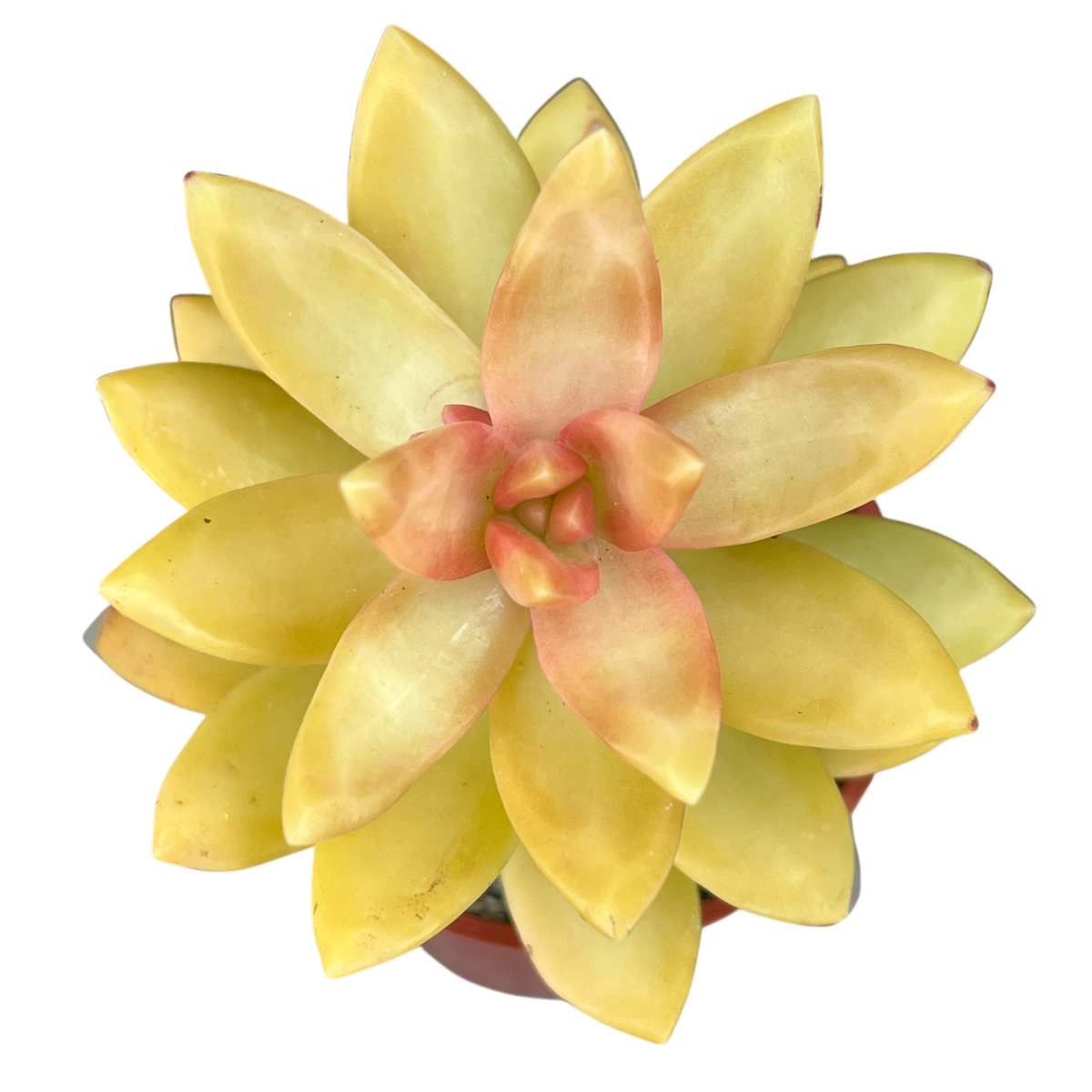 Sedum nussbaumerianum